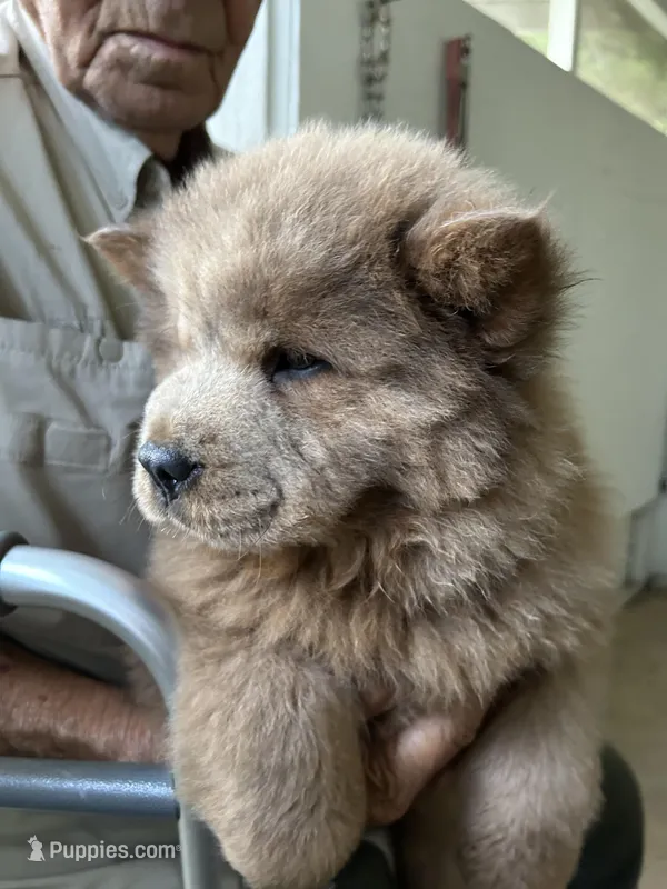 Lover Boy – Chow Chow puppy for sale in Lakeland Highlands, FL