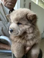 Lover Boy, a male Chow Chow for sale in Lakeland Highlands, FL – Photo 1 of 7