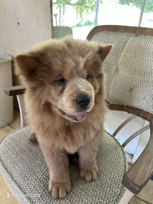 Lover Boy – Chow Chow puppy for sale in Lakeland Highlands, FL