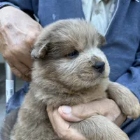 Lover Boy, a male Chow Chow for sale in Lakeland Highlands, FL – Photo 2 of 7