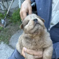 Lover Boy, a male Chow Chow for sale in Lakeland Highlands, FL – Photo 3 of 7
