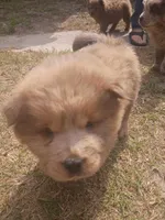 Lover Boy, a male Chow Chow for sale in Lakeland Highlands, FL – Photo 6 of 7