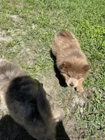 Lover Boy, a male Chow Chow for sale in Lakeland Highlands, FL – Photo 5 of 7