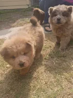 Lover Boy, a male Chow Chow for sale in Lakeland Highlands, FL – Photo 7 of 7