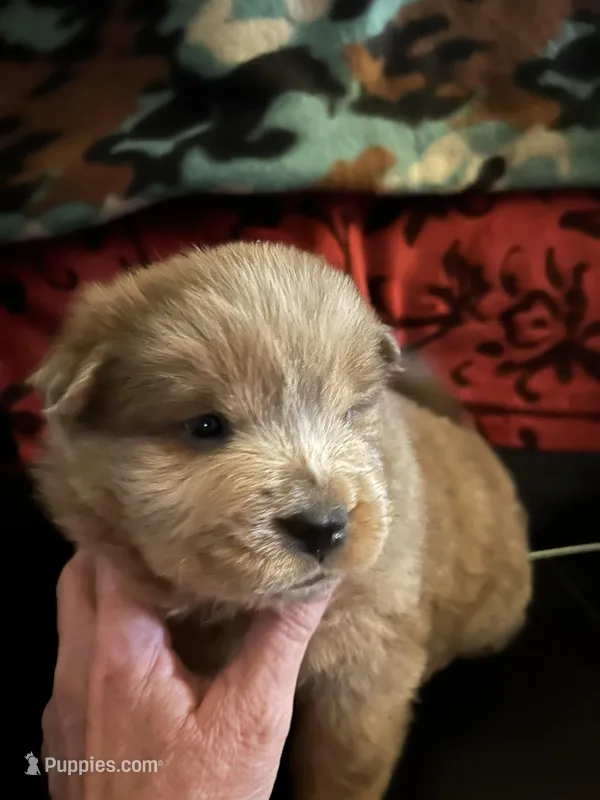 Beastie Boy – Chow Chow puppy for sale in Lakeland Highlands, FL