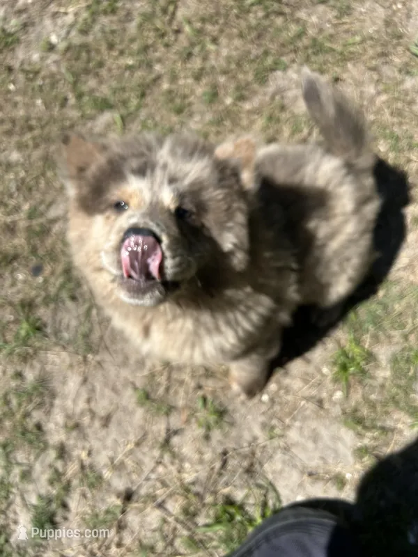 Creamsickle – Chow Chow puppy for sale in Lakeland Highlands, FL