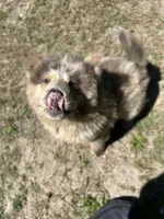 Creamsickle, a female Chow Chow for sale in Lakeland Highlands, FL – Photo 1 of 4