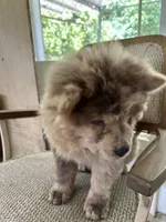 Creamsickle, a female Chow Chow for sale in Lakeland Highlands, FL – Photo 5 of 8
