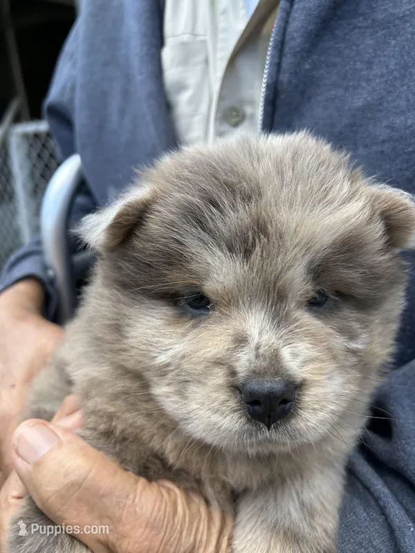 Creamsickle – Chow Chow puppy for sale in Lakeland Highlands, FL