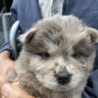 Creamsickle, a female Chow Chow for sale in Lakeland Highlands, FL – Photo 2 of 4