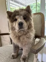 Creamsickle, a female Chow Chow for sale in Lakeland Highlands, FL – Photo 4 of 8