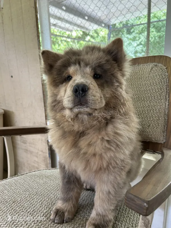 Creamsickle – Chow Chow puppy for sale in Lakeland Highlands, FL