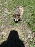 Creamsickle, a female Chow Chow for sale in Lakeland Highlands, FL – Photo 4 of 4