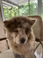 Creamsickle, a female Chow Chow for sale in Lakeland Highlands, FL – Photo 2 of 8