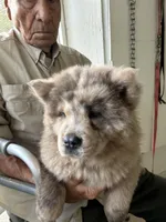 Creamsickle, a female Chow Chow for sale in Lakeland Highlands, FL – Photo 3 of 4