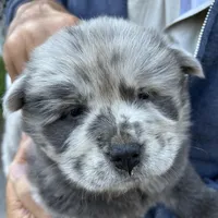 Lila, a female Chow Chow for sale in Lakeland Highlands, FL – Photo 3 of 8