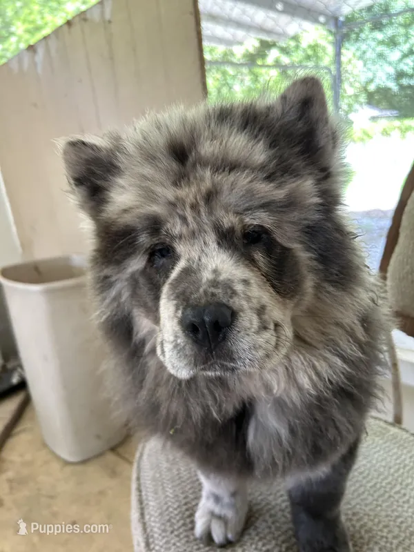 Lila – Chow Chow puppy for sale in Lakeland Highlands, FL