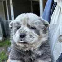 Lila, a female Chow Chow for sale in Lakeland Highlands, FL – Photo 4 of 8