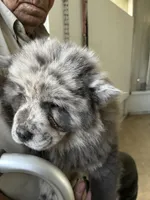 Lila, a female Chow Chow for sale in Lakeland Highlands, FL – Photo 7 of 8