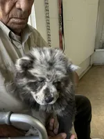 Lila, a female Chow Chow for sale in Lakeland Highlands, FL – Photo 5 of 8
