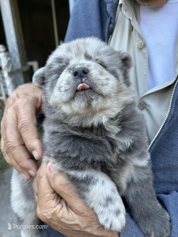 Lila – Chow Chow puppy for sale in Lakeland Highlands, FL