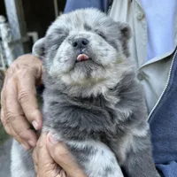 Lila, a female Chow Chow for sale in Lakeland Highlands, FL – Photo 2 of 8