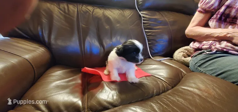 TINKERBELL – Pomeranian, Shih Tzu puppy for sale in Woodland Park, CO