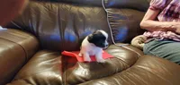 TINKERBELL, a female Pomeranian and Shih Tzu for sale in Woodland Park, CO – 1 of 3