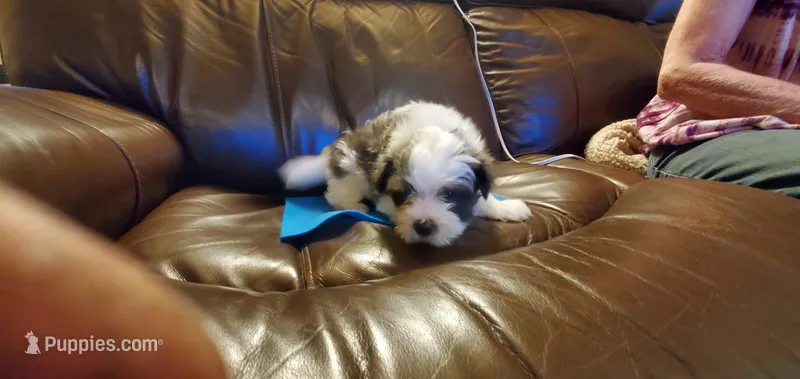 MICKEY – Pomeranian, Shih Tzu puppy for sale in Woodland Park, CO