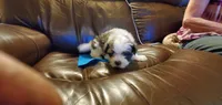 MICKEY, a male Pomeranian and Shih Tzu for sale in Woodland Park, CO – 1 of 3