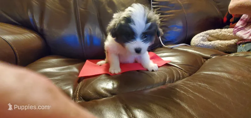 MINNIE – Pomeranian, Shih Tzu puppy for sale in Woodland Park, CO