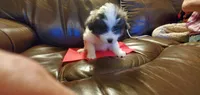 MINNIE, a female Pomeranian and Shih Tzu for sale in Woodland Park, CO – 1 of 4