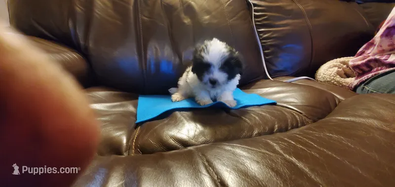 PEPE LE PEW – Pomeranian, Shih Tzu puppy for sale in Woodland Park, CO