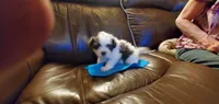 MICKEY, a male Pomeranian and Shih Tzu for sale in Woodland Park, CO – 2 of 3
