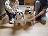 MINNIE, a female Pomeranian and Shih Tzu for sale in Woodland Park, CO – 4 of 4