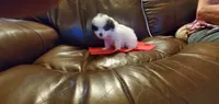DAISY, a female Pomeranian and Shih Tzu for sale in Woodland Park, CO – 2 of 2