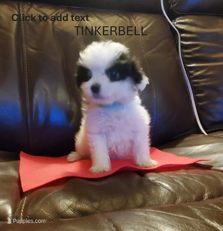 DAISY – Pomeranian, Shih Tzu puppy for sale in Woodland Park, CO