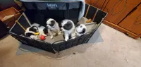 MINNIE, a female Pomeranian and Shih Tzu for sale in Woodland Park, CO – 3 of 4