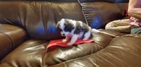 MINNIE, a female Pomeranian and Shih Tzu for sale in Woodland Park, CO – 2 of 4