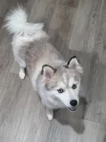 Royce, a male Pomsky for sale in Kernersville, NC – 7 of 7