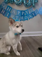 Royce, a male Pomsky for sale in Kernersville, NC – 6 of 7