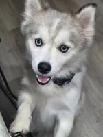 Royce, a male Pomsky for sale in Kernersville, NC – 4 of 7