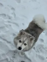 Royce, a male Pomsky for sale in Kernersville, NC – 2 of 4
