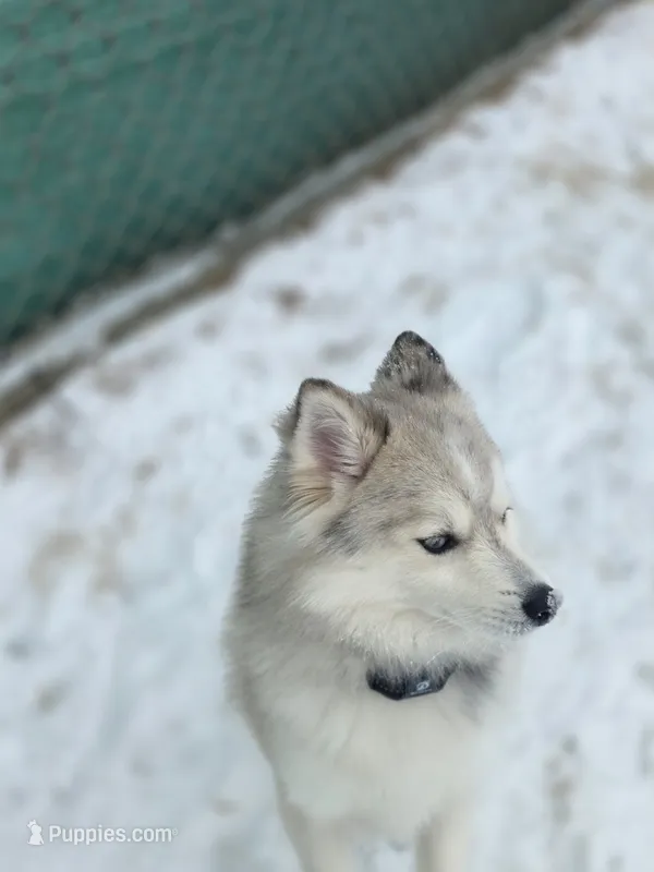 Royce – Pomsky puppy for sale in Kernersville, NC