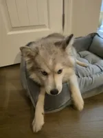 Royce, a male Pomsky for sale in Kernersville, NC – 4 of 4