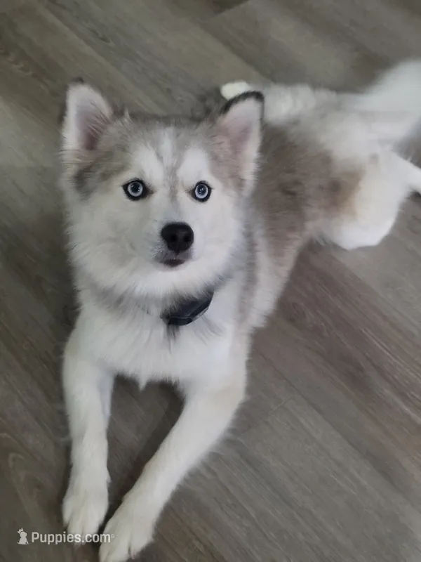 Royce – Pomsky puppy for sale in Kernersville, NC