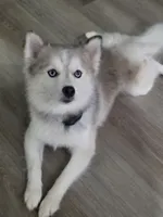 Royce, a male Pomsky for sale in Kernersville, NC – 1 of 7