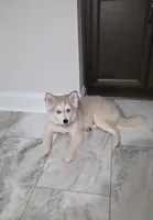 Royce, a male Pomsky for sale in Kernersville, NC – 3 of 4