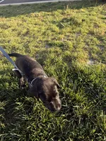 Knox, a male Labrador Retriever for sale in Johnson City, TN – 4 of 6