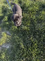 Knox, a male Labrador Retriever for sale in Johnson City, TN – 5 of 6